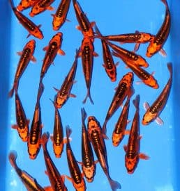 Mizuho ogon 16cm-20cm Breeder: Hirasawa