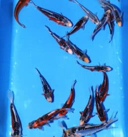 Shusui 16cm-20cm Breeder: Hirasawa
