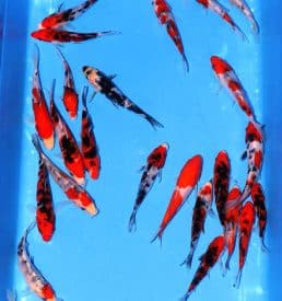 Sanke and Showa 16cm-20cm Breeder: Hirasawa