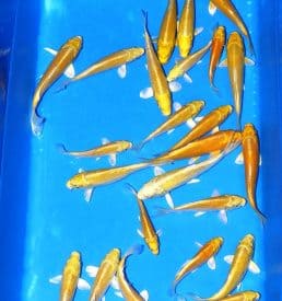 Yamabuki ogon 16cm-20cm Breeder: Hirasawa