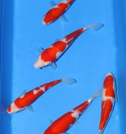 Kohaku 30cm-36cm  Breeder: Ikarashi