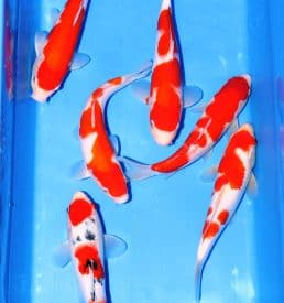 Kohaku and Sanke 30cm-36cm with breeder certificates   Breeder: Ikarashi, These koi are stunning quality and come with breeder certificates.