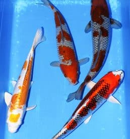 Mixed Koi 35cm-45cm Breeder: Oofuchi