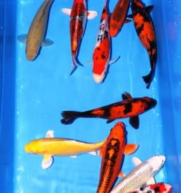 Mixed Koi 20cm-25cm Breeder: Hirasawa