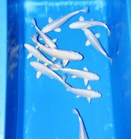 Platinum Ogon 20cm-25cm Breeder: Choguro