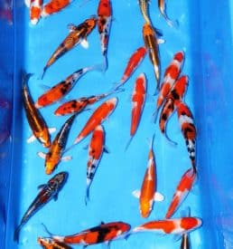 Mixed Koi 16cm-20cm Breeder: NND