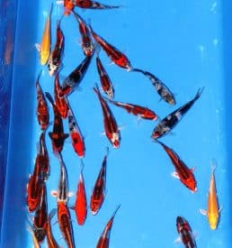 Mixed koi 12cm-16cm Breeder: Hirasawa