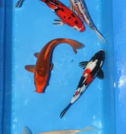 Mixed Hirasawa 34 to 38cm