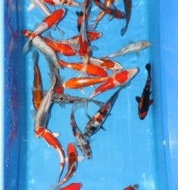 Mixed Koda 15 to 20cm