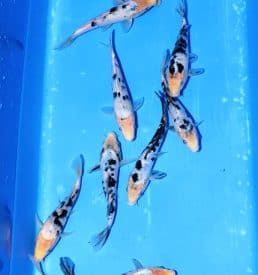 Shiro Utsuri Breeder: Kokai 19-22cm