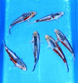 Shusui Breeder:Tanaka HQ Tosai 18cm to 25cm
