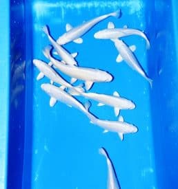 Platinum Ogon Breeder: Choguro 20 to 25cm
