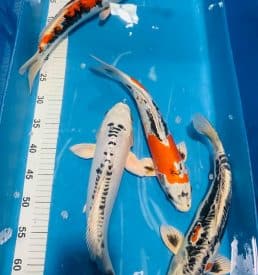 Mixed 35-40cm
