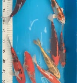 Mixed 24-35cm