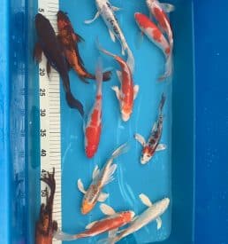Yamazaki longfin 20-25cm