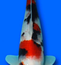 Showa 35cm