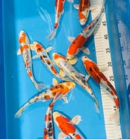 Mixed Kawakami 18-25cm