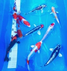 Mixed Breeder Maruhiro & Yamazaki 20cm to 30cm