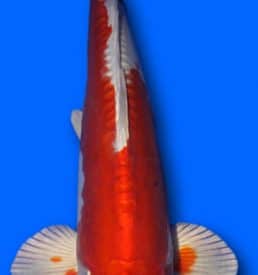 Kikusui 35cm
