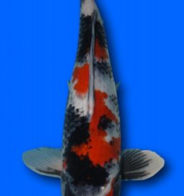 Showa 40cm