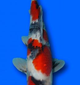 Showa 32cm
