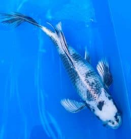 Kin Shiro Utsuri Longfin 39cm