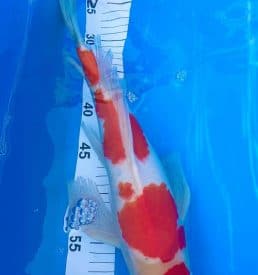 Kohaku Longfin 44cm