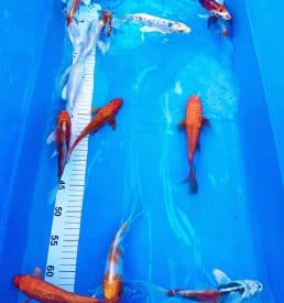 Yamazaki Longfin 15-20cm