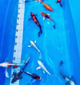 Yamazaki Longfin 12-15cm