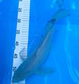Soragoi Longfin 35cm