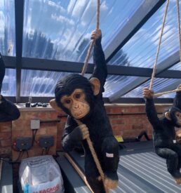 Chimpanzee Rope Swing