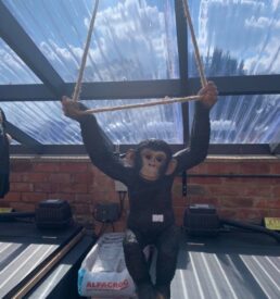 Chimpanzee Rope Swing