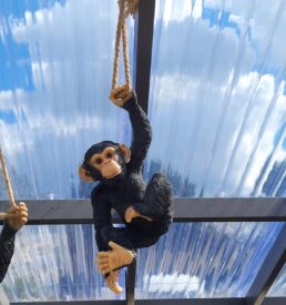 Chimpanzee Rope Swing