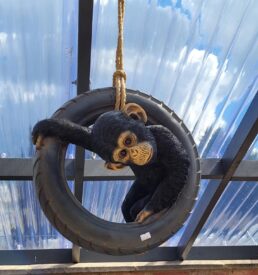 Chimpanzee Tyre Swing
